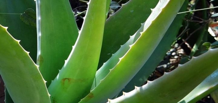 Top 13 Amazing Benefits of Aloe Vera - Benefits of Aloe Vera Gel and Juice, Side Effects
