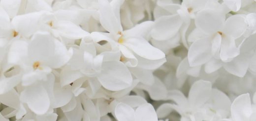 Top 22 Most Beautiful White Flowers