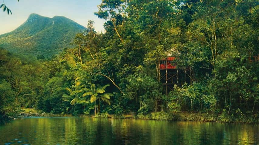 Top 10 Amazing And Most Beautiful Forests In The World 7 Daintree Rainforest