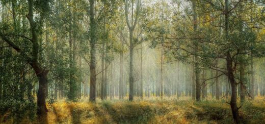 Top 10 Amazing And Most Beautiful Forests In The World