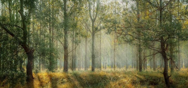 Top 10 Amazing And Most Beautiful Forests In The World