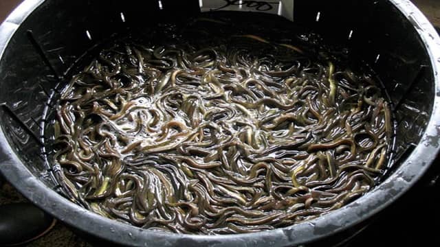 Top 10 Shocking Dishes on Which Animals Eaten Alive by Humans 2 Eels Fish