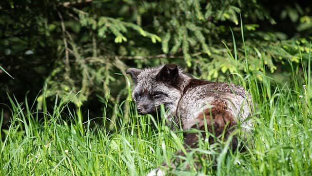 Top 10 Endangered Species On The Verge Of Extinction In The World 2 Darwin’s Fox