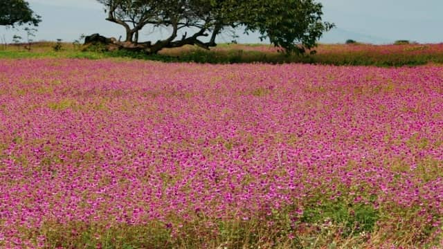 Top 10 Underrated Travel Destinations In India That You Should Visit Once in a Lifetime 2 Kaas Plateau