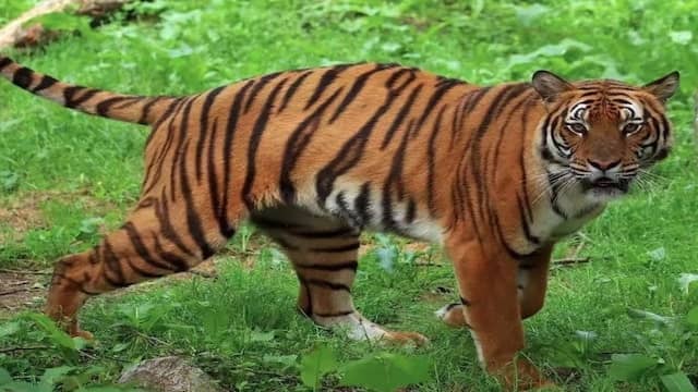 Top 10 Endangered Species On The Verge Of Extinction In The World 9 South China Tiger