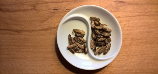 Top 10 Edible Bugs That Are Eaten Around The World