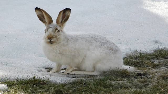 Top 10 Animals That Can Camouflage Perfectly In The World 8 Arctic Hare