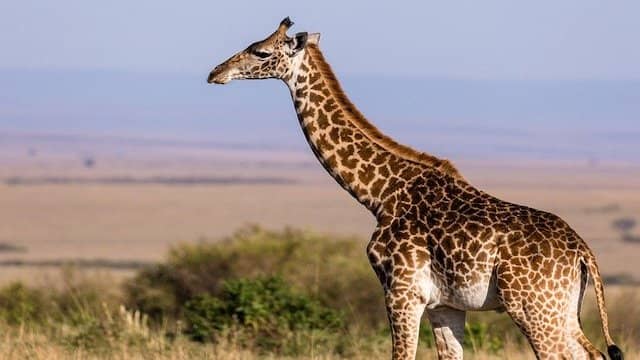 Top 10 Animals That Can Camouflage Perfectly In The World 6 Giraffe