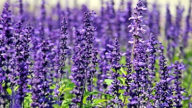 Top 10 Most Beautiful Flowers In The World That Can Make Your Day Beautiful 8 Lavender