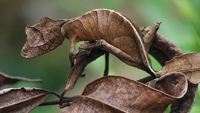 Top 10 Animals That Can Camouflage Perfectly In The World 9 Leaf-Tailed Gecko