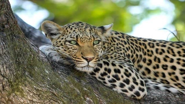 Top 10 Animals That Can Camouflage Perfectly In The World 7 Leopard