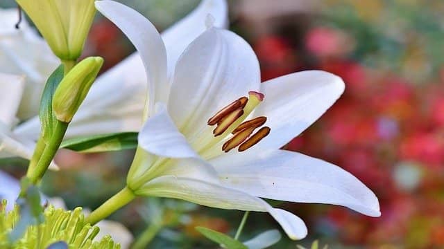 Top 10 Most Beautiful Flowers In The World That Can Make Your Day Beautiful 2 Lily