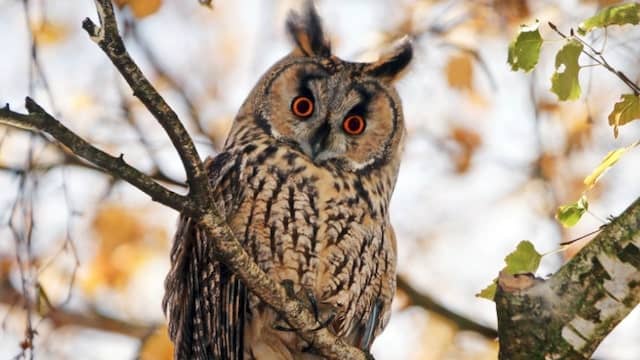 Top 10 Animals That Can Camouflage Perfectly In The World 10 Long-eared Owl