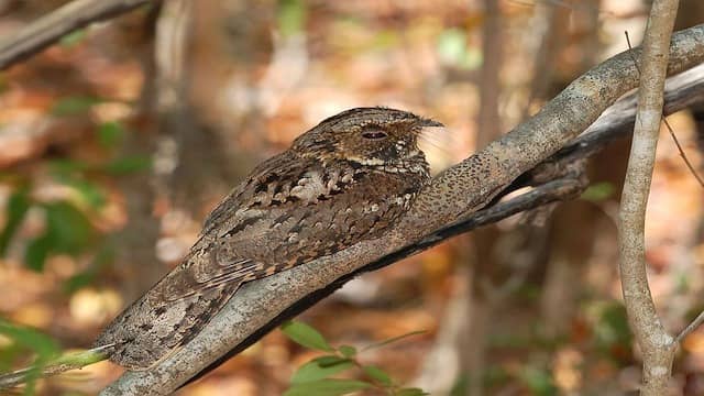 Top 10 Animals That Can Camouflage Perfectly In The World 4 Nightjar