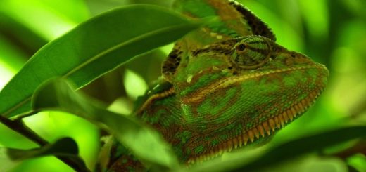 Top 10 Animals That Can Camouflage