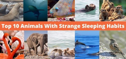 Top 10 Animals With Strange Sleeping Habits