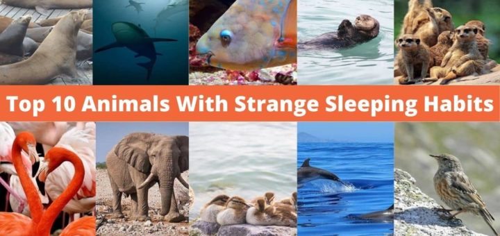 Top 10 Animals With Strange Sleeping Habits