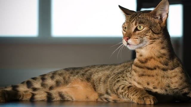 Top 10 Most Expensive Cat Breeds In The World 10 Ashera Cat