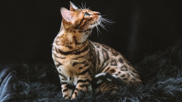 Top 10 Most Expensive Cat Breeds In The World 8 Bengal Cat
