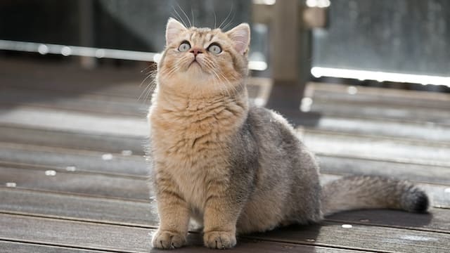 Top 10 Most Expensive Cat Breeds In The World 3 British Shorthair Cat