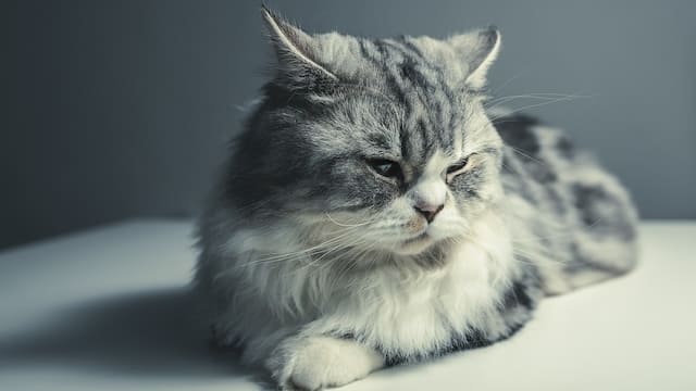Top 10 Most Expensive Cat Breeds In The World 7 Persian Cat