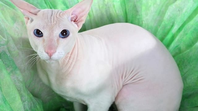 Top 10 Most Expensive Cat Breeds In The World 6 Peterbald Cat