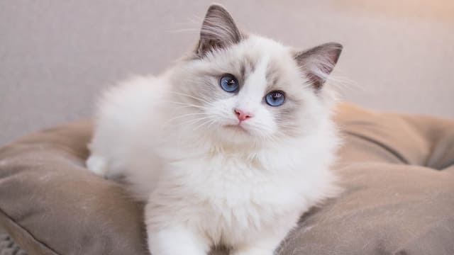 Top 10 Most Expensive Cat Breeds In The World 1 Ragdoll Cat