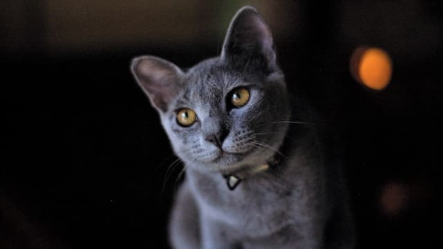 Top 10 Most Expensive Cat Breeds In The World 2 Russian Blue Cat