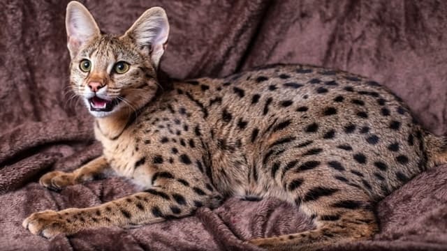Top 10 Most Expensive Cat Breeds In The World 9 Savannah Cat