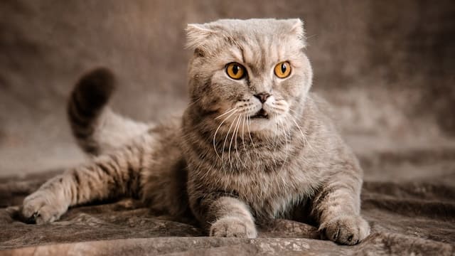 Top 10 Most Expensive Cat Breeds In The World 4 Scottish Fold Cat