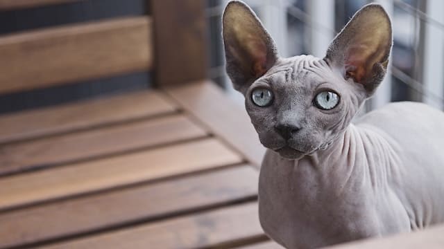 Top 10 Most Expensive Cat Breeds In The World 5 Sphynx Cat
