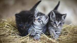 most expensive cat breeds