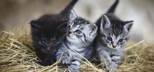 most expensive cat breeds